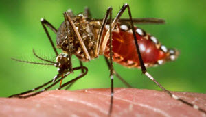 gula febern smittar genom myggor som bär sjukdomen.