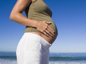 gravid