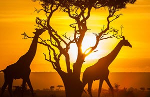 kenya