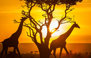 kenya